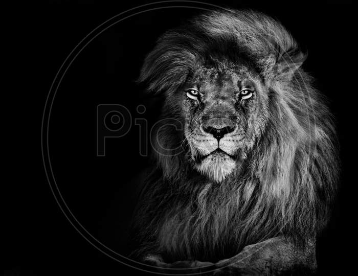 Lion king isolated on black , Portrait Wildlife animal single
