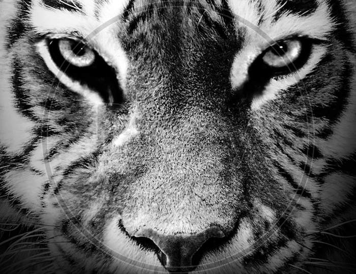 Tiger face, animal isolated , wildlife hunter power