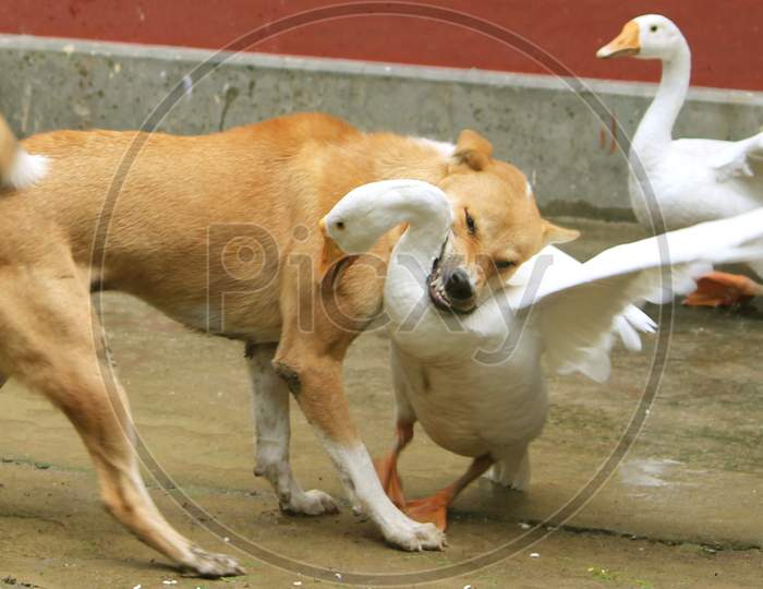 Indian breed dog and the white swam bird fighting with each other