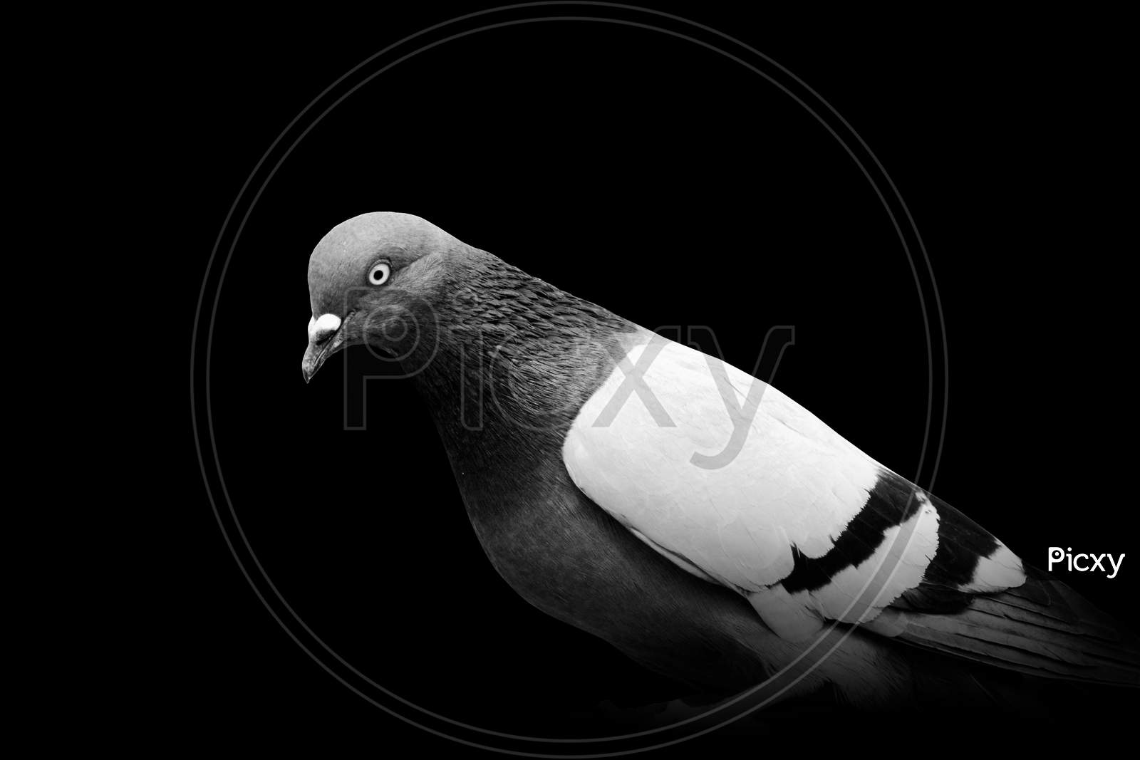 Pigeon Wildlife isolated animal , bird black white