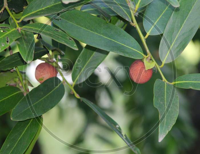 Bangladeshi Gab fruits