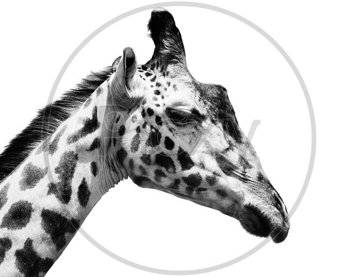 Giraffe in Black and White , Portrait Wildlife animal isolated