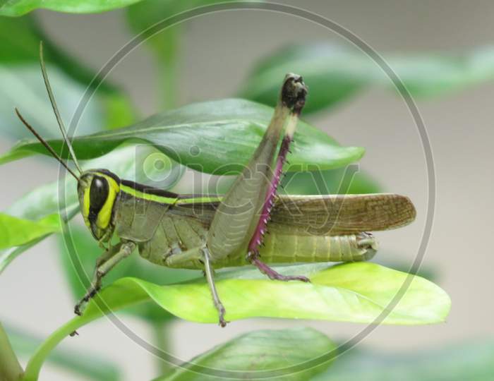 Grasshopper sitting on green leaf