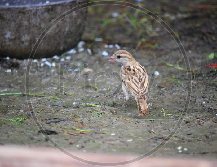 Natural bird of Village Bangladesh
