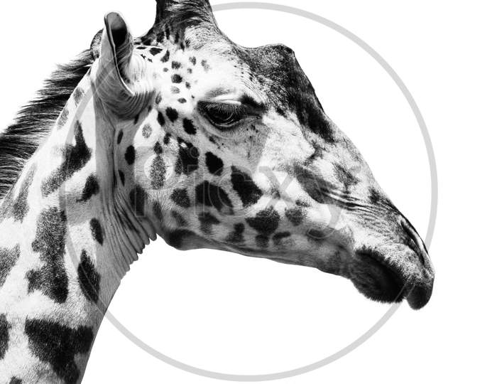 Giraffe in Black and White , Portrait Wildlife animal isolated