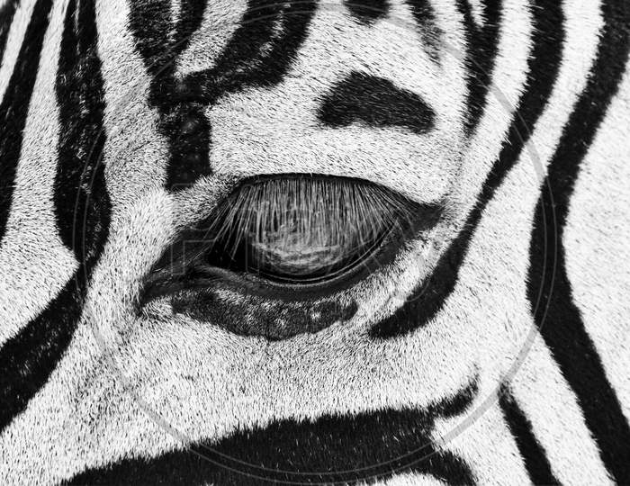 zebra eyes profile , animal background lines