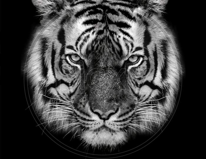 Tiger furious , animal isolated , wildlife hunter power