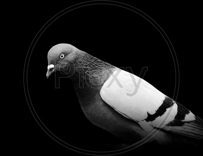 Pigeon Wildlife isolated animal , bird black white