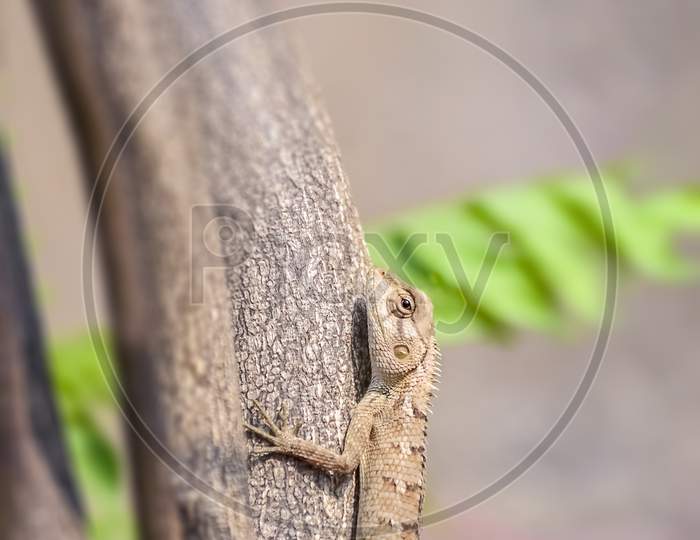 Wildlife. Indian Oriental Garden Lizard Calotes Versicolor, Detail Eye Portrait Of Exotic Tropic Animal Sitting On Tree Bark In The Green Nature Habitat.