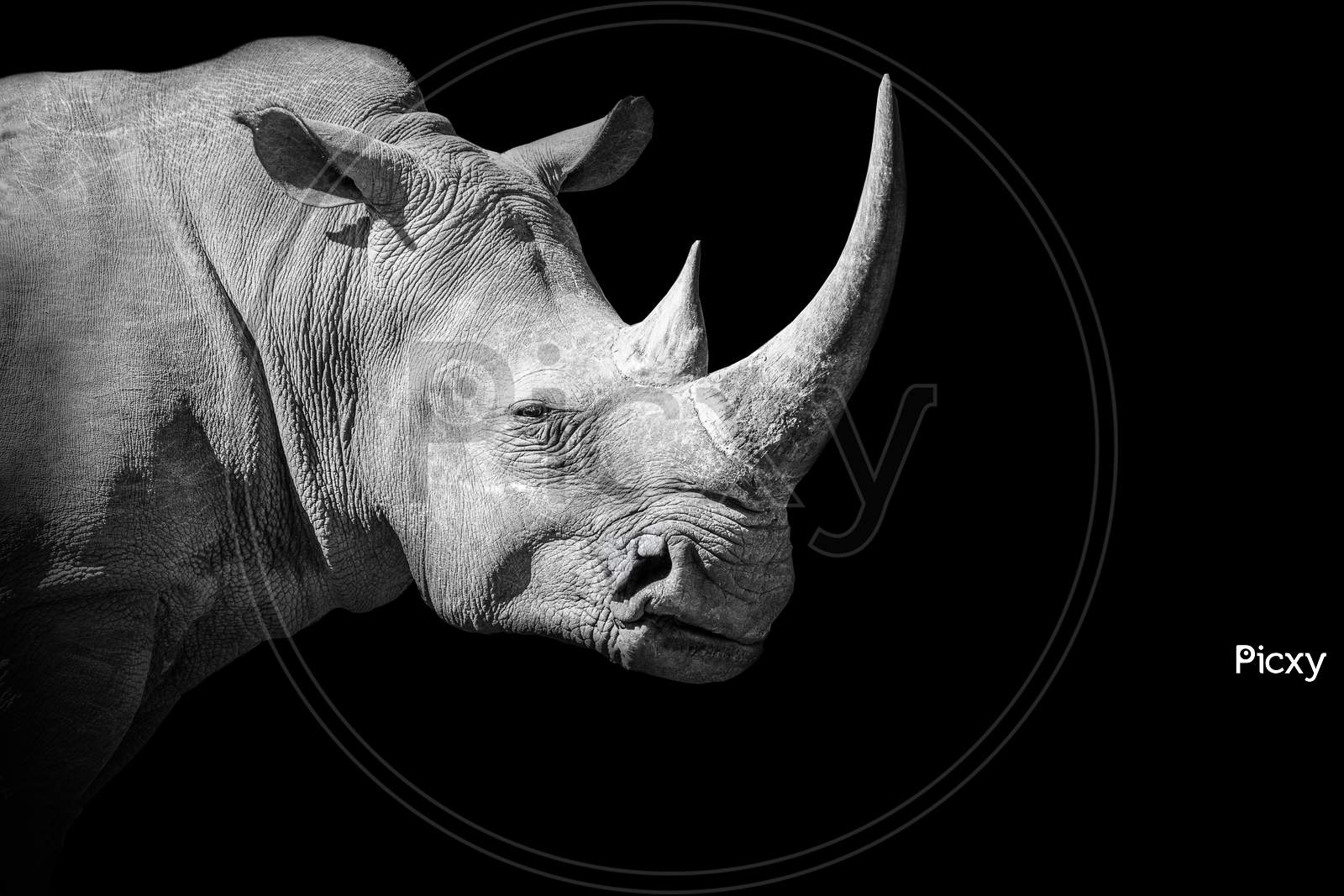 Rhinoceros , animal mammal Rhino , isolated black