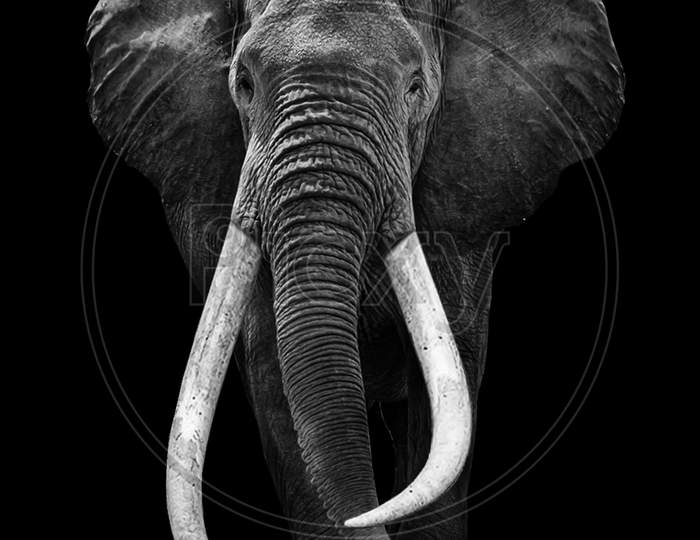 Elephant animal , isolated black wildlife background