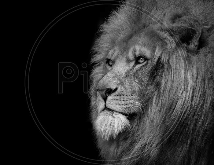 Lion king isolated on black , Portrait Wildlife animal single
