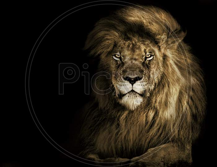 Lion king , Portrait Wildlife animal single