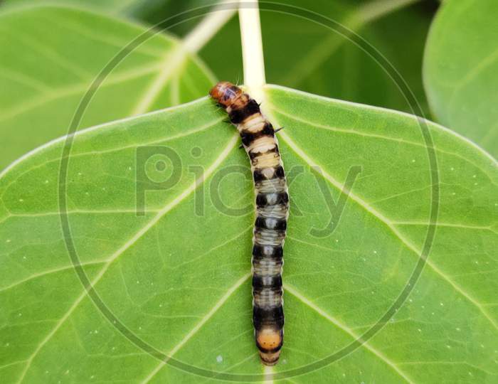Baby caterpillar on a leaf