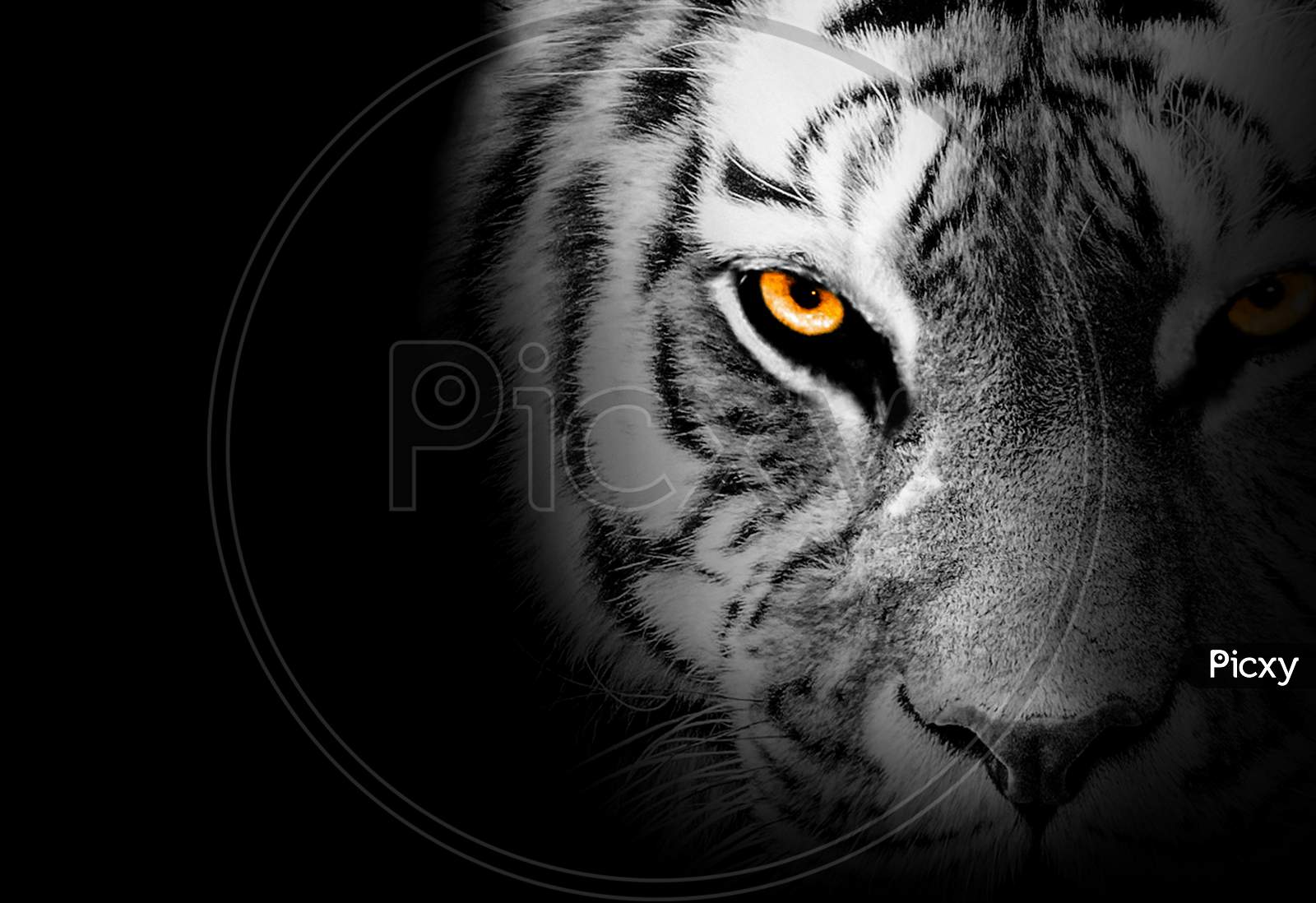 tiger face
