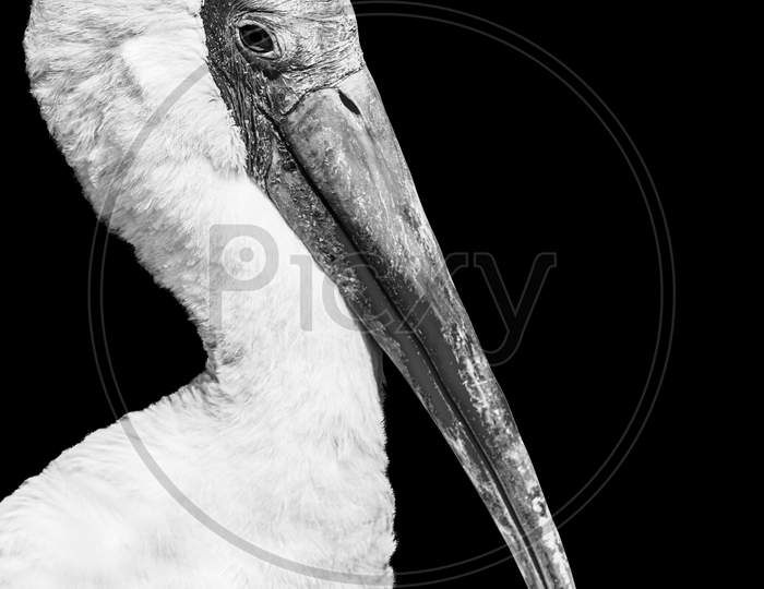 Pelican wildlife isolated black white animal