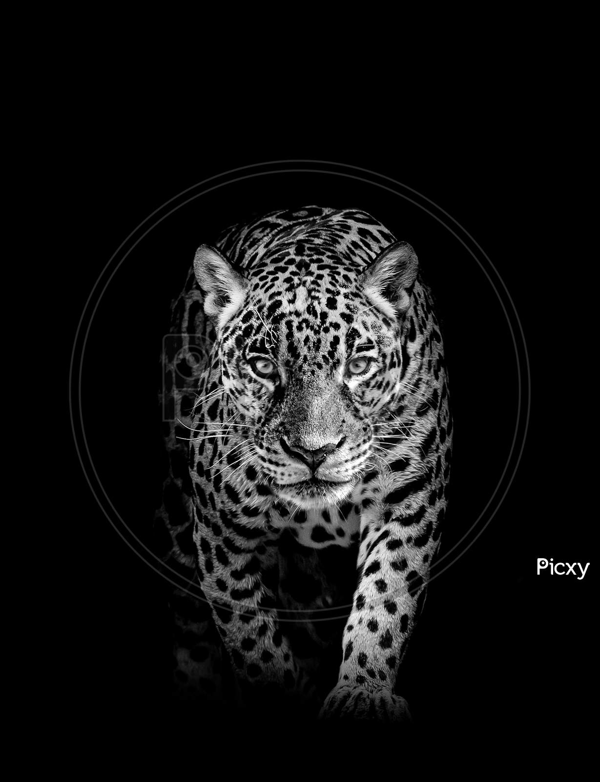 Leopard face profile , animal abstract isolated
