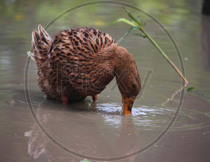duck Of Natural Village Life