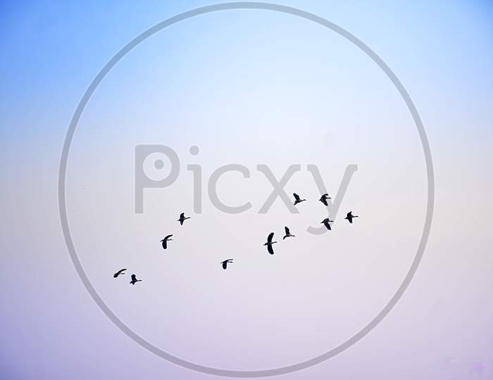Birds Flying In Flocks Freely In The Blue Sky In Group In Early Morning.