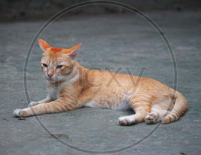 Bangladeshi Cat
