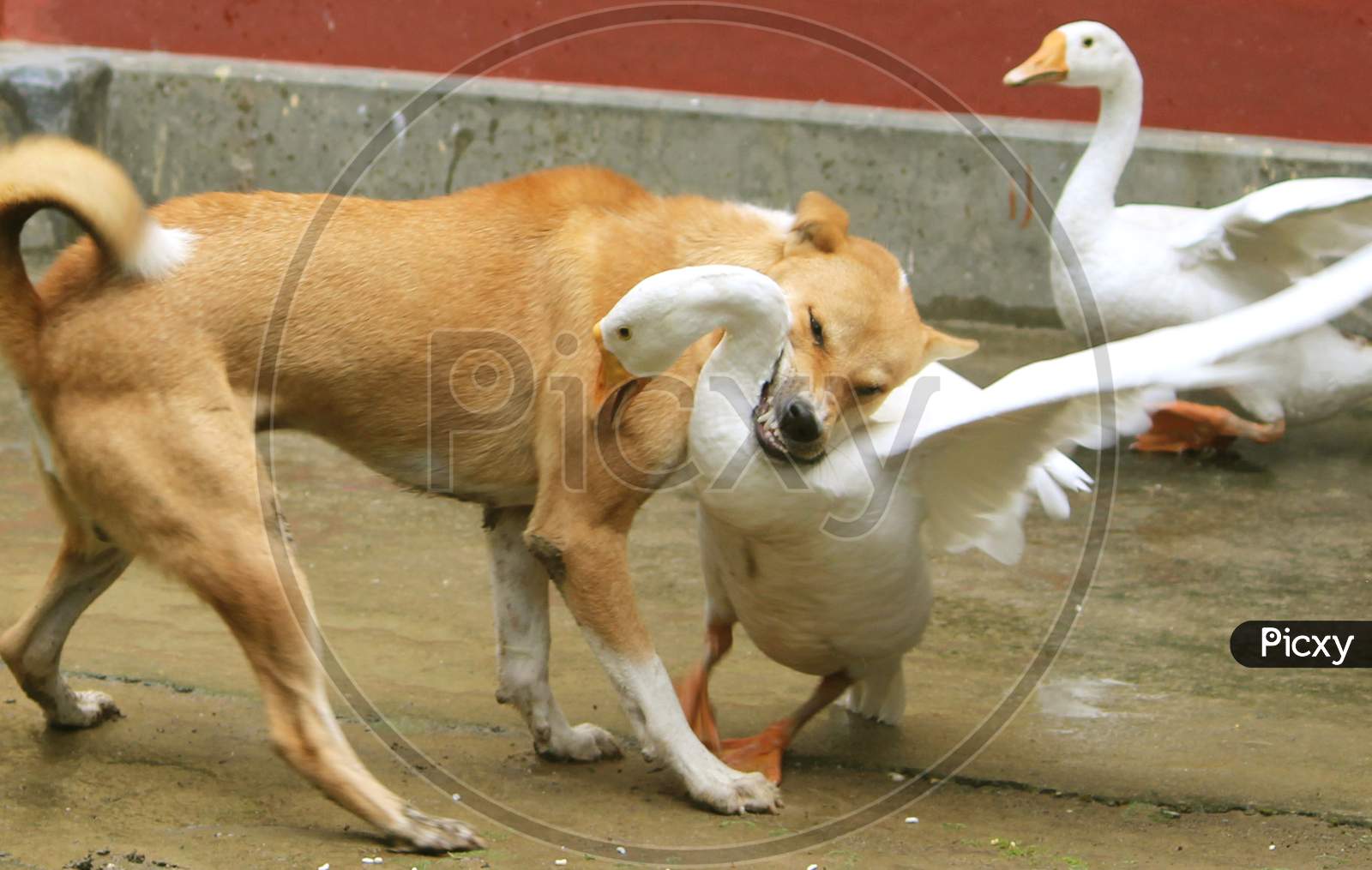 Indian breed dog and the white swam bird fighting with each other