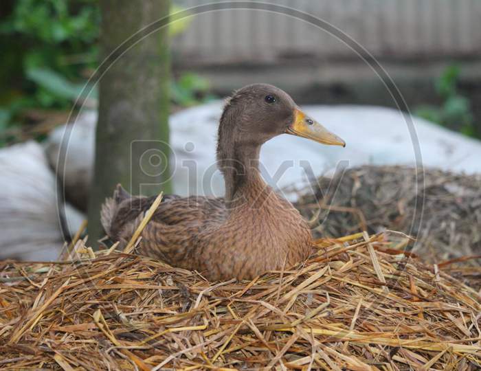 Village Duck Of Natural