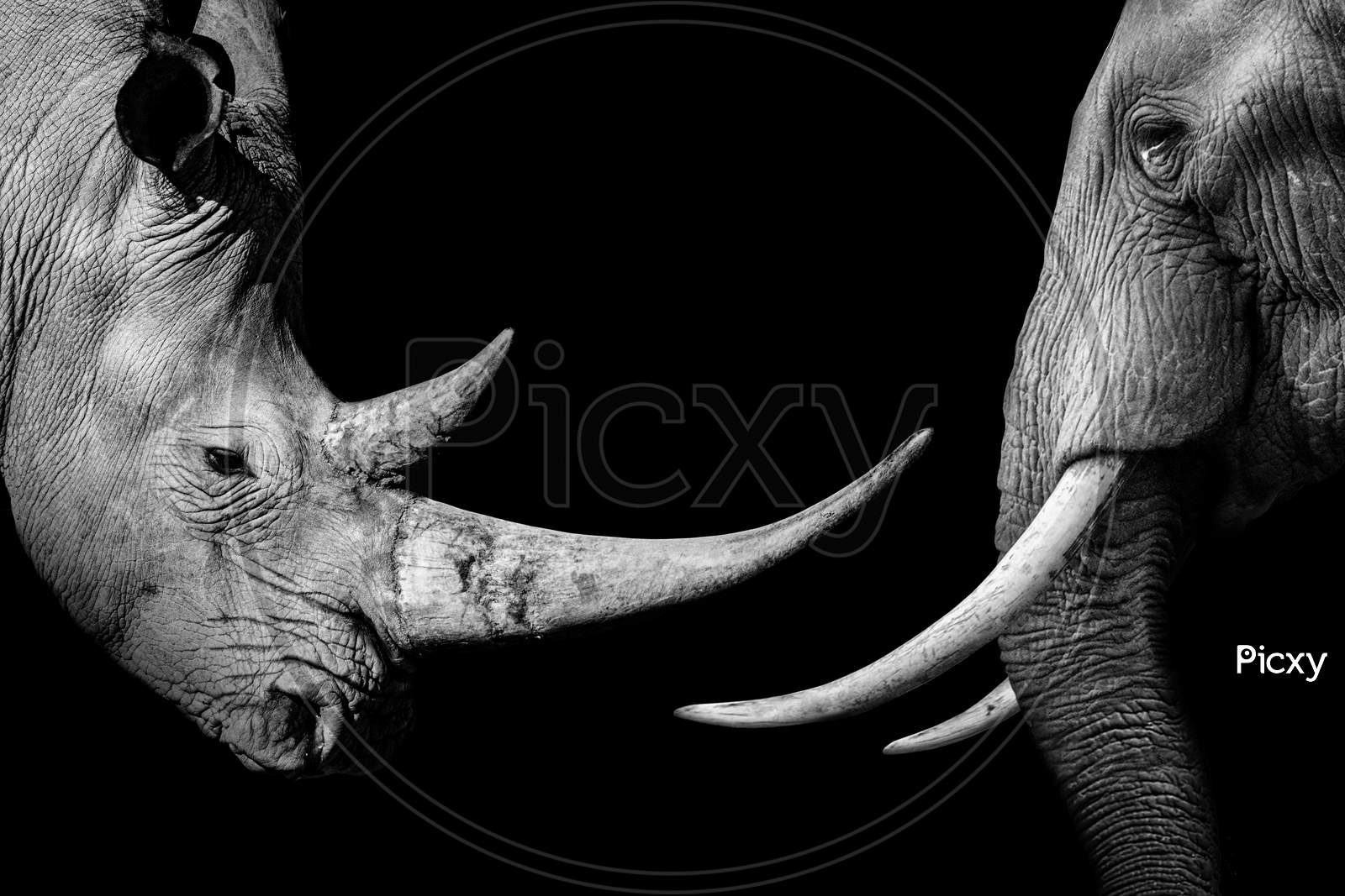 Rhinoceros , animal mammal Rhino , isolated black