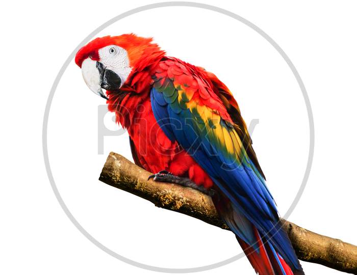 Parrot Wildlife animal single