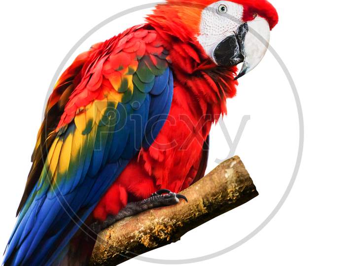 Parrot Wildlife animal single