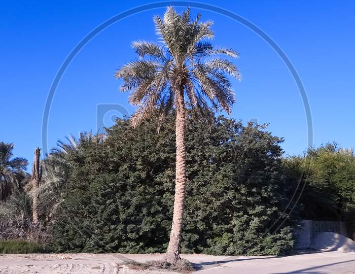Palm trees garden and blue sky