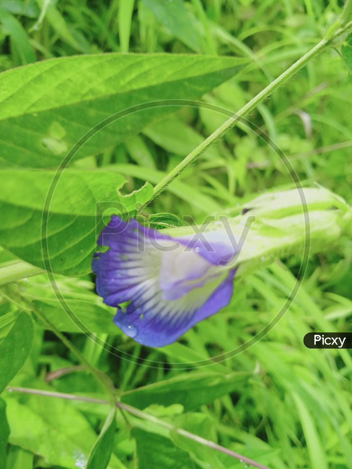 Image of Jagl ful-FP958825-Picxy