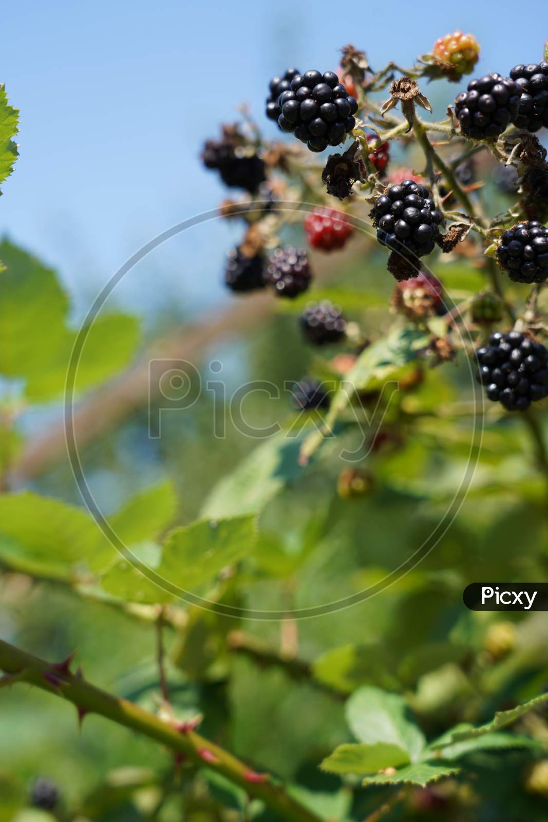 Blackberries With Prickly Branch, Green Leaves And Blue Sky.