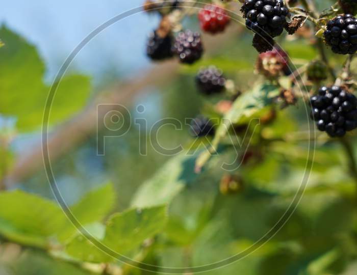Blackberries With Prickly Branch, Green Leaves And Blue Sky.