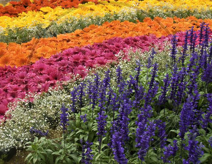 Bed Of Floral Rainbow