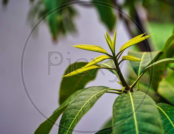 This Is The Young Leaf Of The Mango Shoot. Mango Plant And Its Growing Leafs