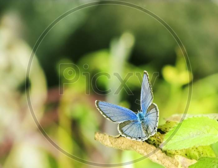 Butterfly Taking Sunbath