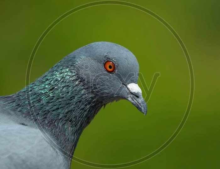 Indian Pigeon Or Rock Dove - The Rock Dove, Rock Pigeon, Or Common Pigeon Is A Member Of The Bird Family Columbidae.