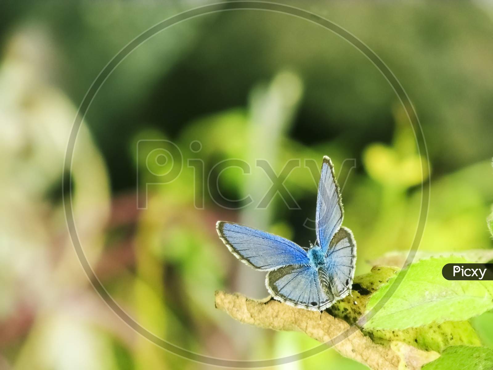 Butterfly Taking Sunbath