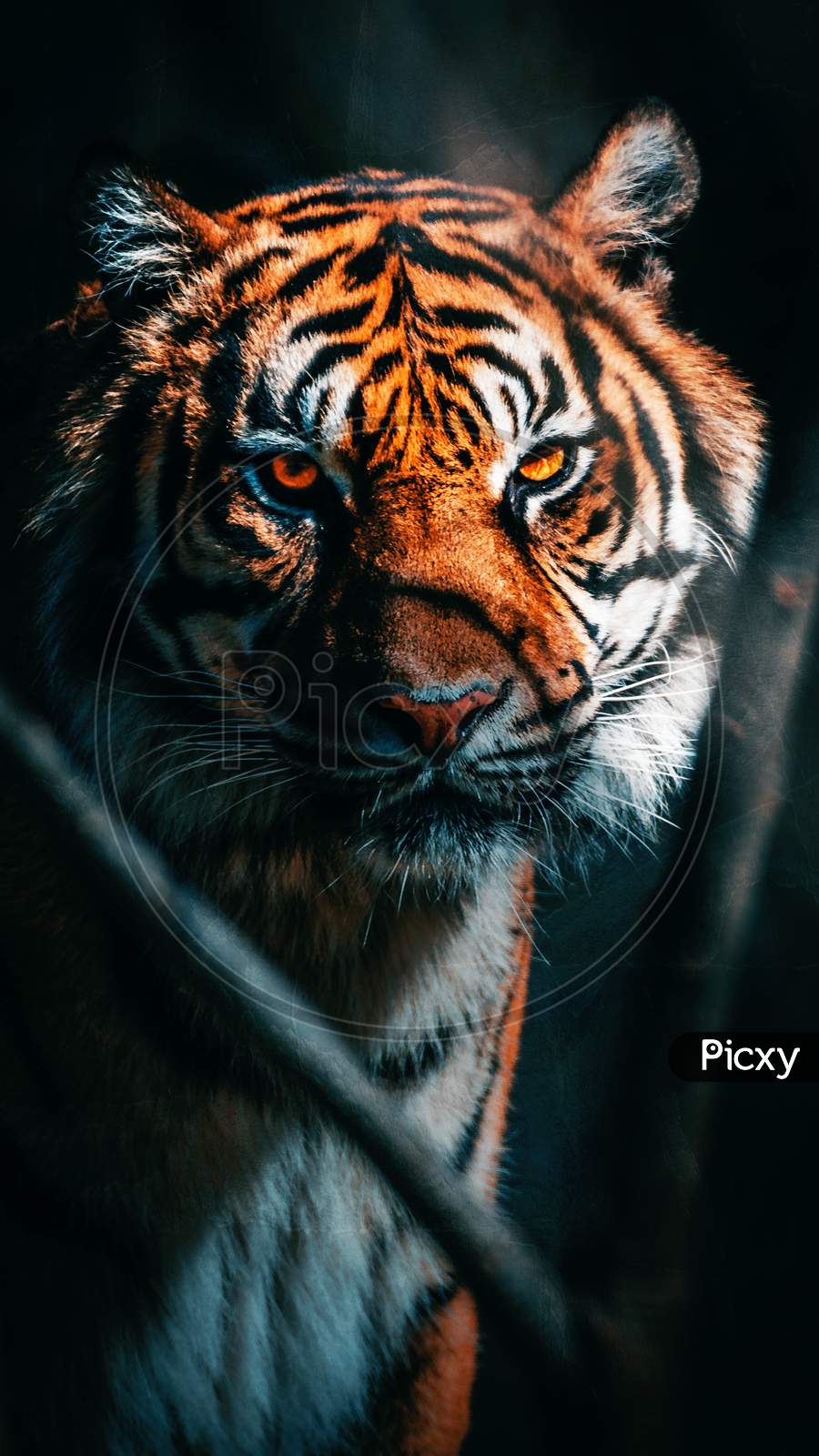 A 4K ultra HD mobile wallpaper showcasing a regal and magnificent Bengal  Tiger, camouflaged in the tall grasses of its natural habitat, its piercing  eyes revealing its predatory nature
