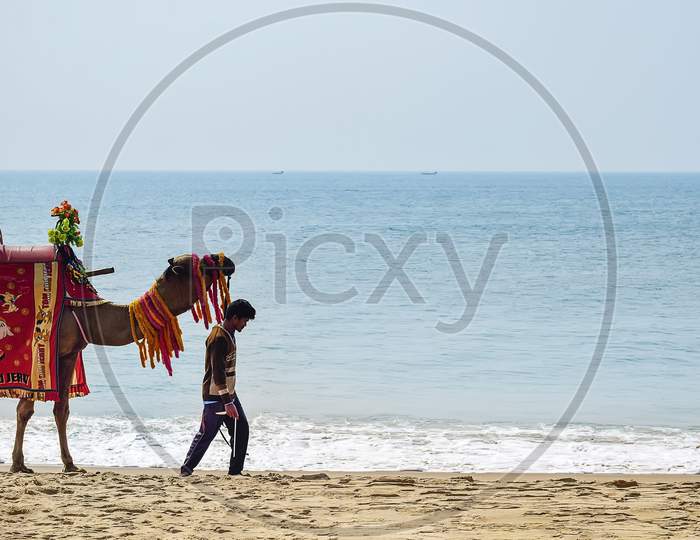 Sad Camelman Walking With Him Camel At The Beach Area Of Some Indian Eastern Coast Side Near Puri Beach In A Sunny Day Of Febvruary 2020, India, Asia.Normal Lifestyle Of Beach Area.