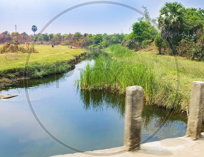 Landscape Scene Of Wetland,Marsh,Stream Or River Bed With Green Grasses Grown.