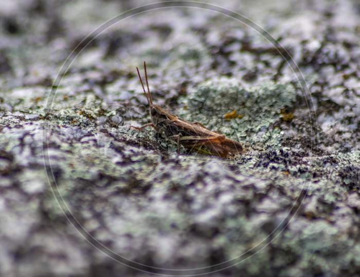 Single isolated grasshopper hopping through stone desert in search of food, grass, leafs and plants as plague with copy space and a blurred background chirring for females in mating season as song