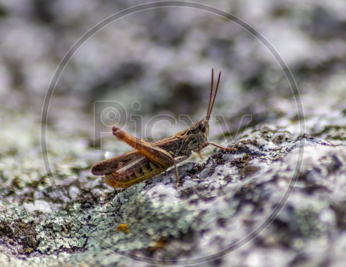 Single isolated grasshopper hopping through stone desert in search of food, grass, leafs and plants as plague with copy space and a blurred background chirring for females in mating season as song