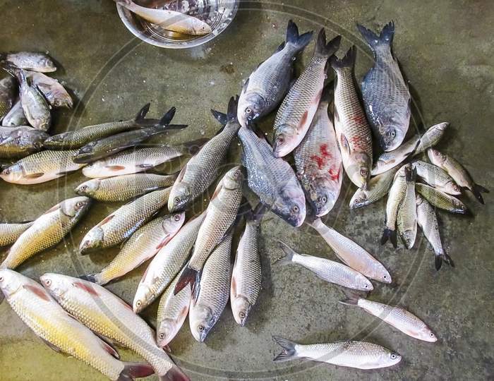 Multiple kinds of Fish lying on the selling table in the fish market.