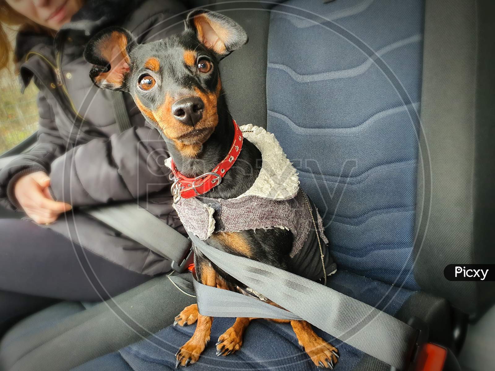 Dog tied to the car belt , doberman pinscher dwarf