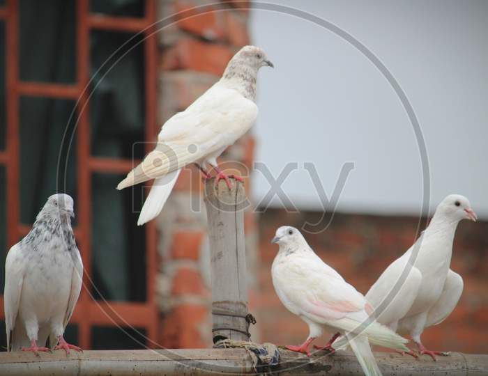 White 4 Pigeon  Cupples