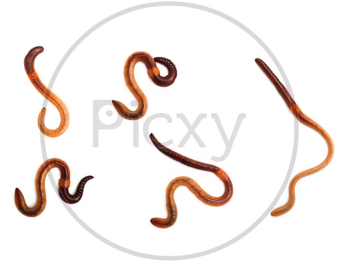 Canadian worms isolated