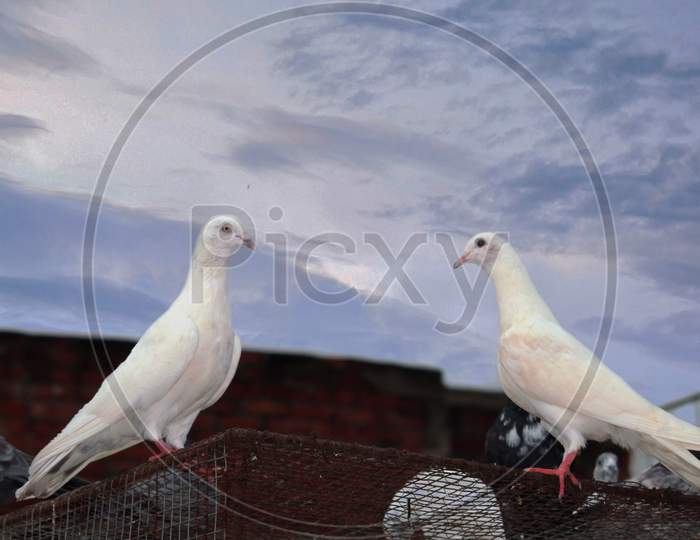White Pigeon  Cupples