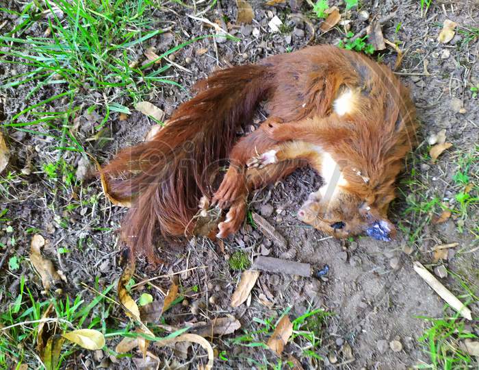 Dead red Eurasian squirrel as fallen animal on the ground with dead body and corpse shows death of animals and the need for animal protection like rodents killed by an accident in traffic or roadkill