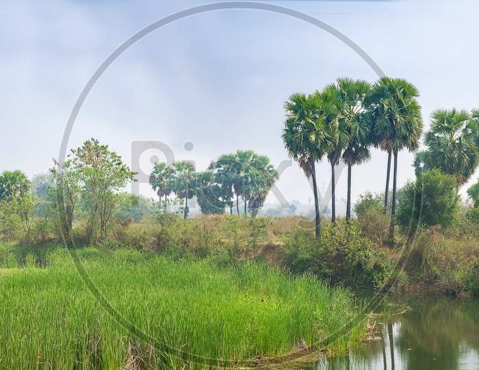 Landscape Scene Of Wetland,Marsh,Stream Or River Bed With Green Grasses Grown.